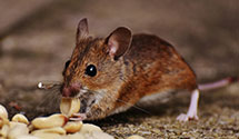 24 Hour & Emergency Exterminators in Elkin, NC